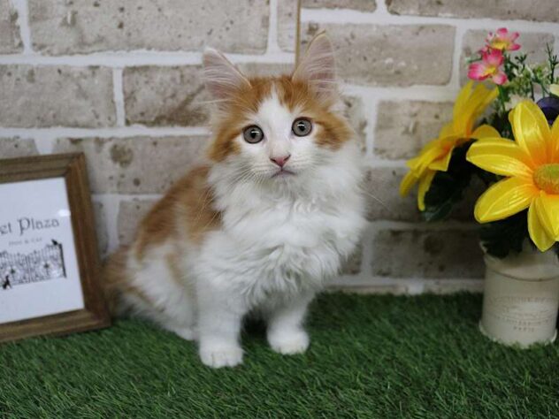 兵庫県のメインクーン (ペット・プラザ アミーゴ神戸西店/2025年9月3日生まれ/男の子/レッドタビーホワイト)の子猫の1枚目の画像