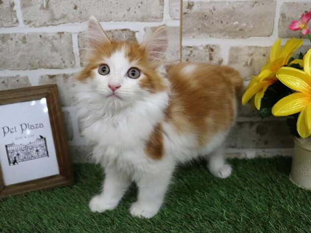 兵庫県のメインクーン (ペット・プラザ アミーゴ神戸西店/2025年9月3日生まれ/男の子/レッドタビーホワイト)の子猫の2枚目の画像