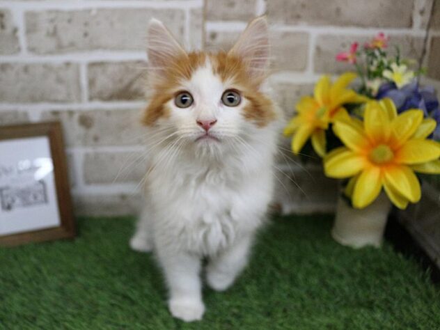 兵庫県のメインクーン (ペット・プラザ アミーゴ神戸西店/2025年9月3日生まれ/男の子/レッドタビーホワイト)の子猫の3枚目の画像