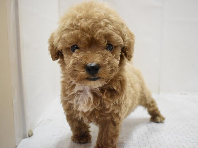 大阪府のビションプー(ビションフリーゼ×プードル) (ペット・プラザ アミーゴ豊中服部店/2025年9月8日生まれ/男の子/レッド)の子犬の2枚目の画像