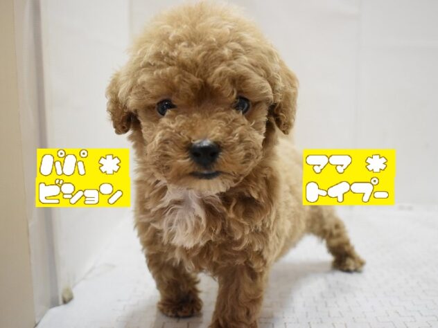 大阪府のビションプー(ビションフリーゼ×プードル) (ペット・プラザ アミーゴ豊中服部店/2025年9月8日生まれ/男の子/レッド)の子犬の1枚目の画像