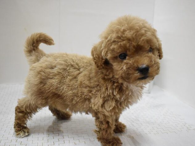 大阪府のビションプー(ビションフリーゼ×プードル) (ペット・プラザ アミーゴ豊中服部店/2025年9月8日生まれ/男の子/レッド)の子犬の3枚目の画像