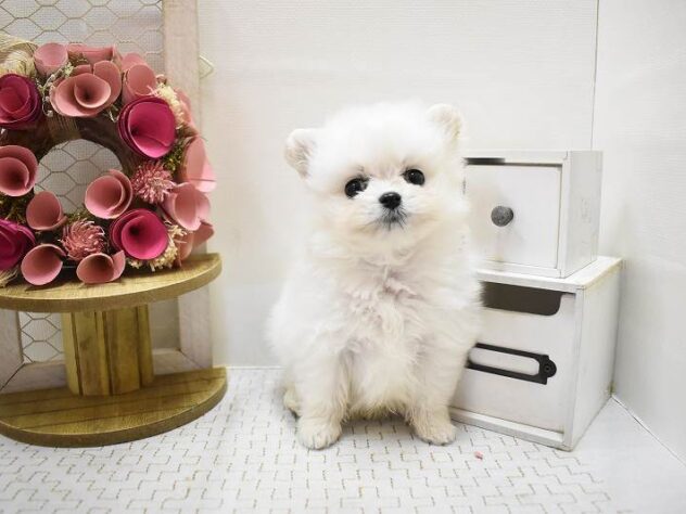 大阪府のポメプー(ポメラニアン×プードル) (ペット・プラザ アミーゴ豊中服部店/2025年9月7日生まれ/男の子/クリーム)の子犬の2枚目の画像