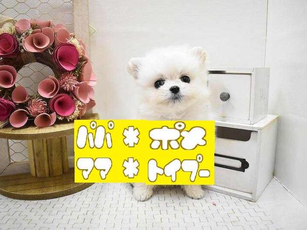 大阪府のポメプー(ポメラニアン×プードル) (ペット・プラザ アミーゴ豊中服部店/2025年9月7日生まれ/男の子/クリーム)の子犬の1枚目の画像