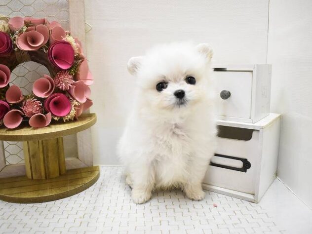 大阪府のポメプー(ポメラニアン×プードル) (ペット・プラザ アミーゴ豊中服部店/2025年9月7日生まれ/男の子/クリーム)の子犬の3枚目の画像