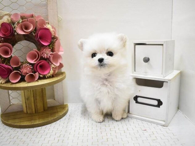 大阪府のポメプー(ポメラニアン×プードル) (ペット・プラザ アミーゴ豊中服部店/2025年9月7日生まれ/男の子/クリーム)の子犬の4枚目の画像