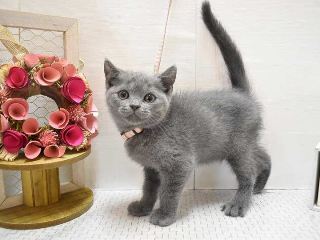 大阪府のブリティッシュショートヘアー (ペット・プラザ アミーゴ豊中服部店/2025年8月4日生まれ/男の子/ブルー)の子猫の1枚目の画像