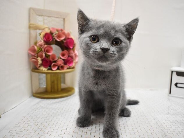 大阪府のブリティッシュショートヘアー (ペット・プラザ アミーゴ豊中服部店/2025年8月4日生まれ/男の子/ブルー)の子猫の2枚目の画像