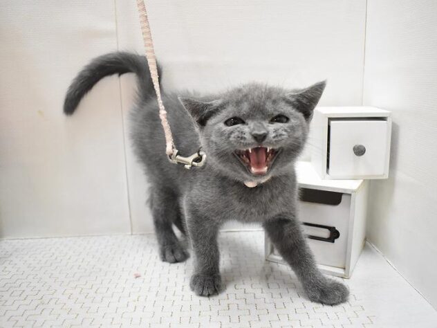 大阪府のブリティッシュショートヘアー (ペット・プラザ アミーゴ豊中服部店/2025年8月4日生まれ/男の子/ブルー)の子猫の3枚目の画像