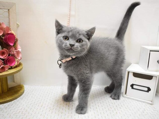 大阪府のブリティッシュショートヘアー (ペット・プラザ アミーゴ豊中服部店/2025年8月4日生まれ/男の子/ブルー)の子猫の4枚目の画像