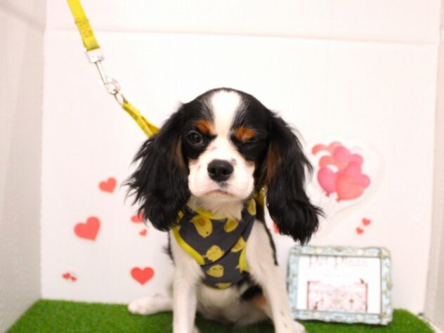 兵庫県のキャバリアキングチャールズスパニエル (ペット・プラザ アミーゴ尼崎昭和通店/2025年9月8日生まれ/女の子/トライカラー)の子犬の4枚目の画像