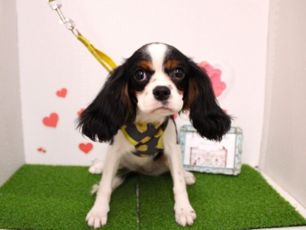 兵庫県のキャバリアキングチャールズスパニエル (ペット・プラザ アミーゴ尼崎昭和通店/2025年9月8日生まれ/女の子/トライカラー)の子犬の1枚目の画像
