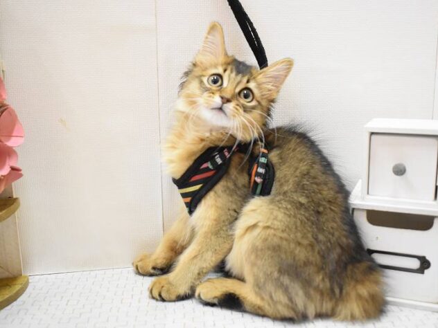 大阪府のソマリ (ペット・プラザ アミーゴ豊中服部店/2025年9月1日生まれ/男の子/ルディ)の子猫の1枚目の画像