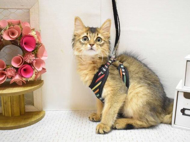 大阪府のソマリ (ペット・プラザ アミーゴ豊中服部店/2025年9月1日生まれ/男の子/ルディ)の子猫の2枚目の画像