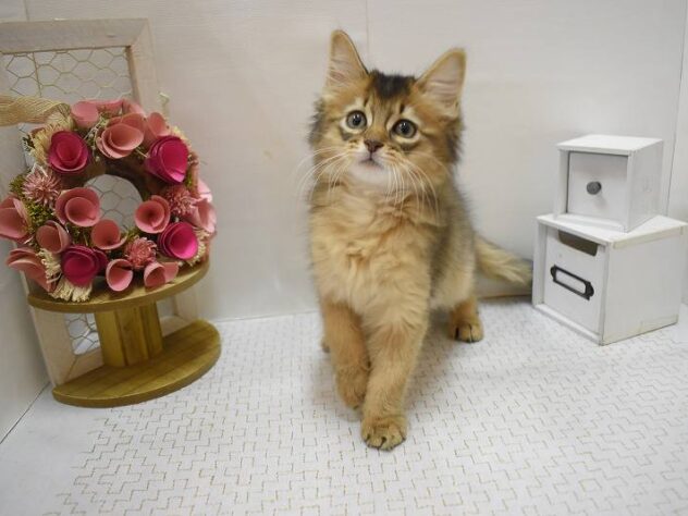 大阪府のソマリ (ペット・プラザ アミーゴ豊中服部店/2025年9月1日生まれ/男の子/ルディ)の子猫の1枚目の画像