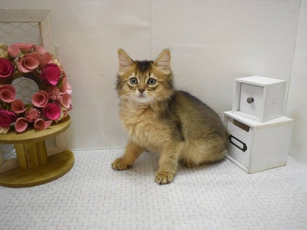 大阪府のソマリ (ペット・プラザ アミーゴ豊中服部店/2025年9月1日生まれ/男の子/ルディ)の子猫の2枚目の画像