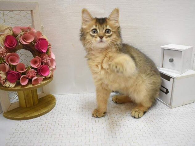 大阪府のソマリ (ペット・プラザ アミーゴ豊中服部店/2025年9月1日生まれ/男の子/ルディ)の子猫の3枚目の画像