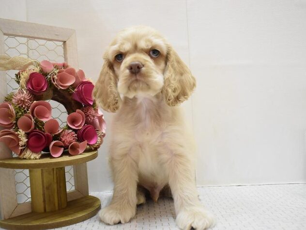 大阪府のアメリカンコッカースパニエル (ペット・プラザ アミーゴ豊中服部店/2025年9月15日生まれ/男の子/バフ)の子犬