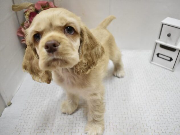 大阪府のアメリカンコッカースパニエル (ペット・プラザ アミーゴ豊中服部店/2025年9月15日生まれ/男の子/バフ)の子犬の1枚目の画像