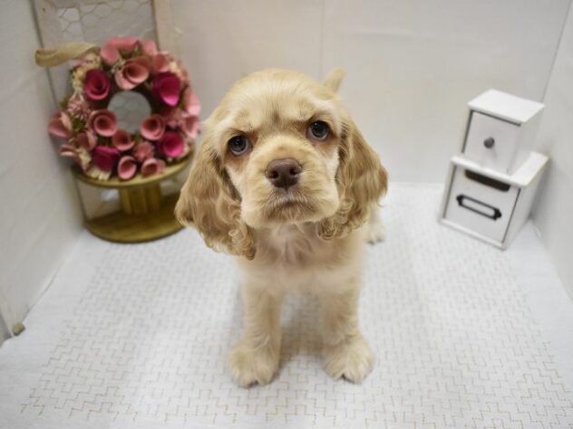 大阪府のアメリカンコッカースパニエル (ペット・プラザ アミーゴ豊中服部店/2025年9月15日生まれ/男の子/バフ)の子犬の2枚目の画像