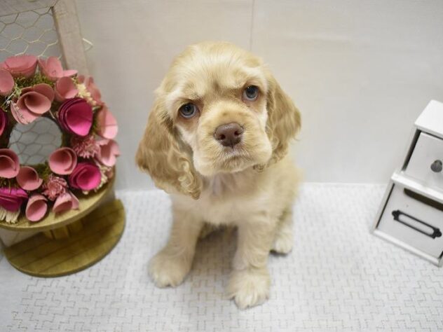 大阪府のアメリカンコッカースパニエル (ペット・プラザ アミーゴ豊中服部店/2025年9月15日生まれ/男の子/バフ)の子犬の3枚目の画像