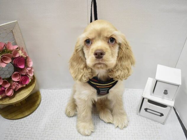 大阪府のアメリカンコッカースパニエル (ペット・プラザ アミーゴ豊中服部店/2025年9月15日生まれ/男の子/バフ)の子犬の1枚目の画像