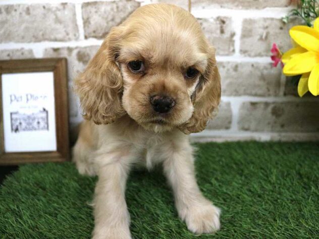 兵庫県のアメリカンコッカースパニエル (ペット・プラザ アミーゴ神戸西店/2025年9月15日生まれ/男の子/バフ)の子犬の1枚目の画像