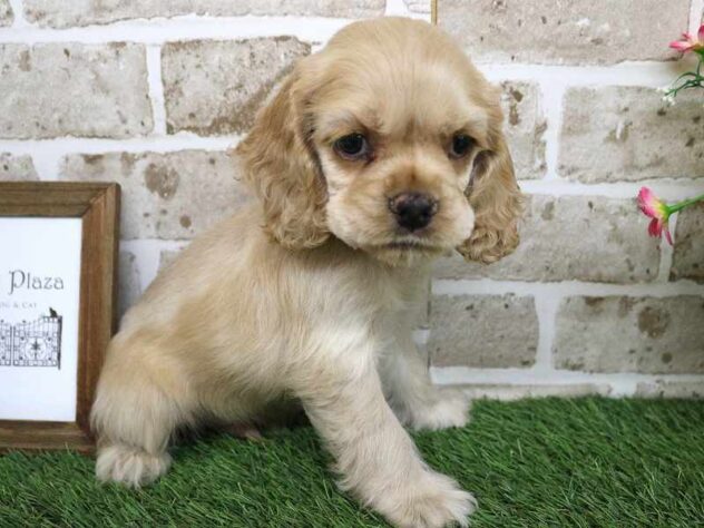 兵庫県のアメリカンコッカースパニエル (ペット・プラザ アミーゴ神戸西店/2025年9月15日生まれ/男の子/バフ)の子犬の2枚目の画像