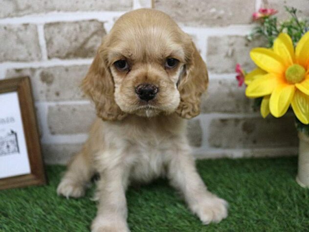 兵庫県のアメリカンコッカースパニエル (ペット・プラザ アミーゴ神戸西店/2025年9月15日生まれ/男の子/バフ)の子犬の3枚目の画像
