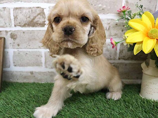 兵庫県のアメリカンコッカースパニエル (ペット・プラザ アミーゴ神戸西店/2025年9月15日生まれ/男の子/バフ)の子犬の4枚目の画像