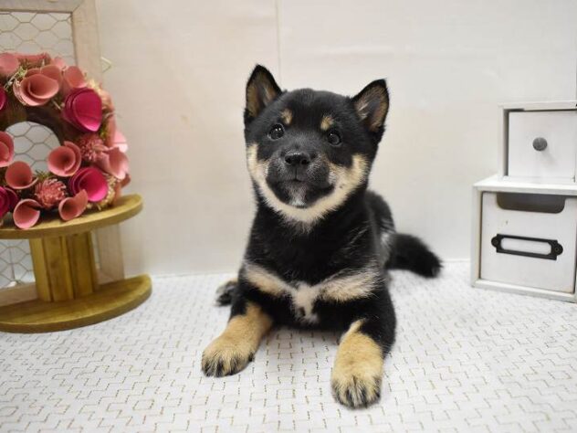 大阪府の豆柴 (ペット・プラザ アミーゴ豊中服部店/2025年9月14日生まれ/男の子/黒)の子犬の1枚目の画像