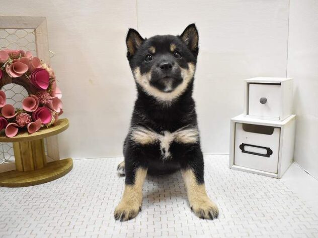 大阪府の豆柴 (ペット・プラザ アミーゴ豊中服部店/2025年9月14日生まれ/男の子/黒)の子犬の3枚目の画像