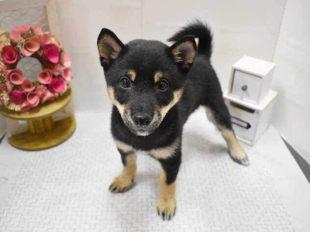 大阪府の豆柴 (ペット・プラザ アミーゴ豊中服部店/2025年9月14日生まれ/男の子/黒)の子犬の1枚目の画像