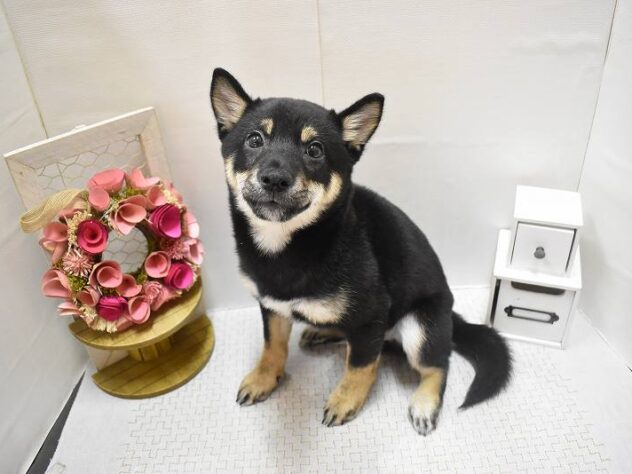 大阪府の豆柴 (ペット・プラザ アミーゴ豊中服部店/2025年9月14日生まれ/男の子/黒)の子犬の1枚目の画像