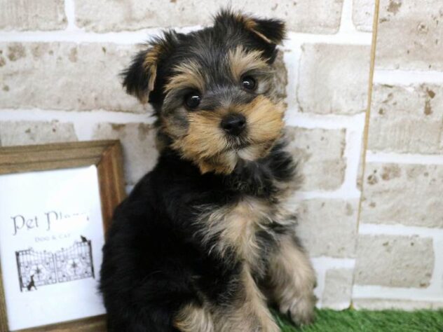 兵庫県のヨークシャーテリア (ペット・プラザ アミーゴ神戸西店/2025年9月13日生まれ/女の子/スチールブルータン)の子犬の1枚目の画像