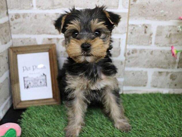 兵庫県のヨークシャーテリア (ペット・プラザ アミーゴ神戸西店/2025年9月13日生まれ/女の子/スチールブルータン)の子犬の2枚目の画像