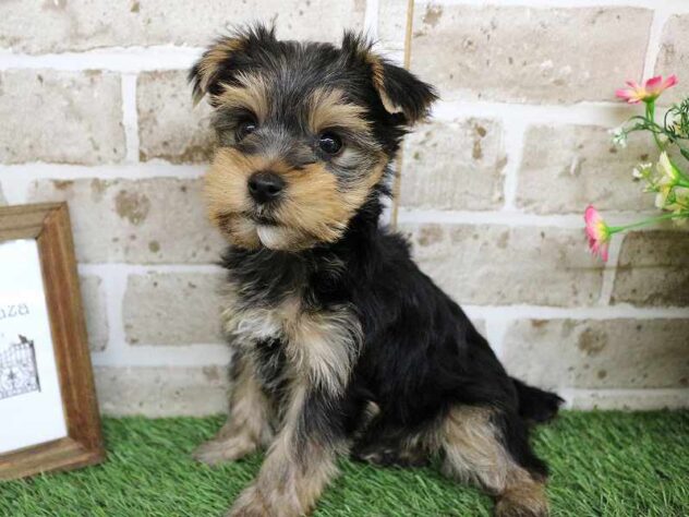 兵庫県のヨークシャーテリア (ペット・プラザ アミーゴ神戸西店/2025年9月13日生まれ/女の子/スチールブルータン)の子犬の3枚目の画像