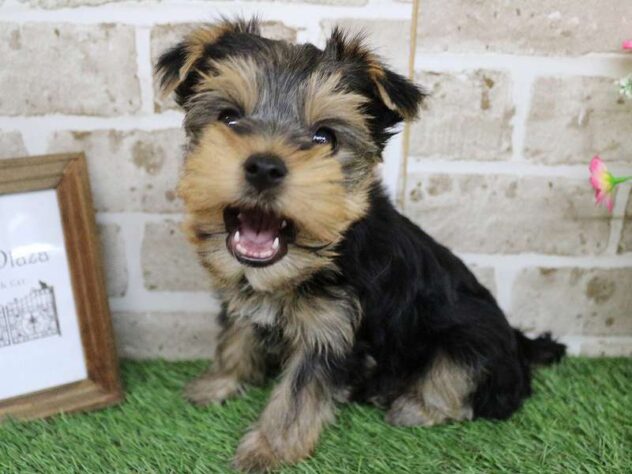 兵庫県のヨークシャーテリア (ペット・プラザ アミーゴ神戸西店/2025年9月13日生まれ/女の子/スチールブルータン)の子犬の4枚目の画像