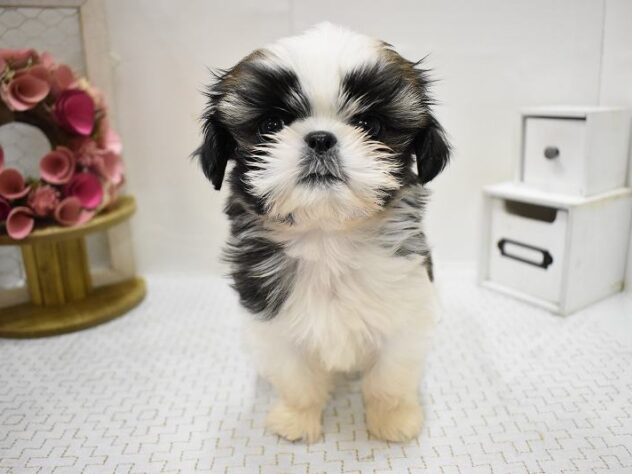 兵庫県のシーズー (ペット・プラザ アミーゴ神戸灘店/2025年9月15日生まれ/女の子/ゴールドホワイト)の子犬の1枚目の画像