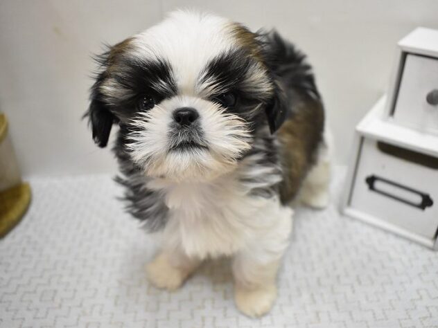 兵庫県のシーズー (ペット・プラザ アミーゴ神戸灘店/2025年9月15日生まれ/女の子/ゴールドホワイト)の子犬の2枚目の画像