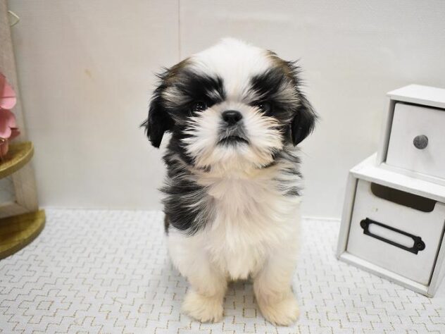 大阪府のシーズー (ペット・プラザ アミーゴ豊中服部店/2025年9月15日生まれ/女の子/ゴールドホワイト)の子犬の2枚目の画像