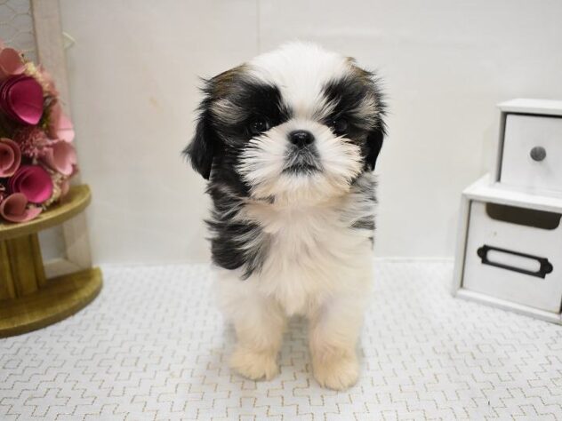 大阪府のシーズー (ペット・プラザ アミーゴ豊中服部店/2025年9月15日生まれ/女の子/ゴールドホワイト)の子犬の4枚目の画像