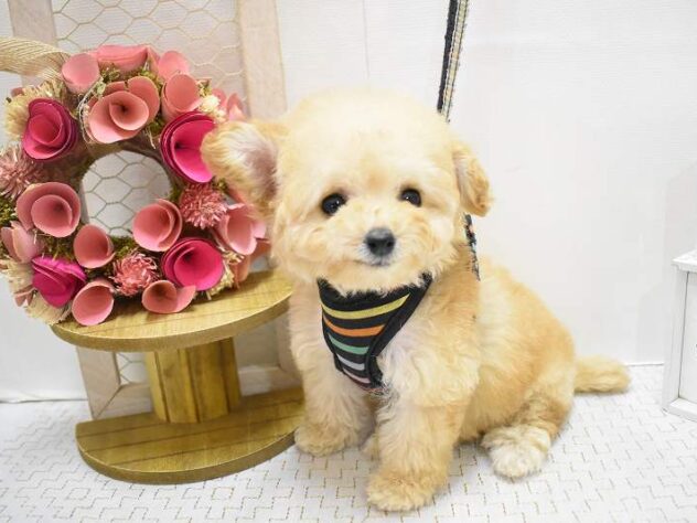 兵庫県のトイプードル(トイ) (ペット・プラザ アミーゴ神戸灘店/2025年9月15日生まれ/女の子/ペールフォーン)の子犬の1枚目の画像