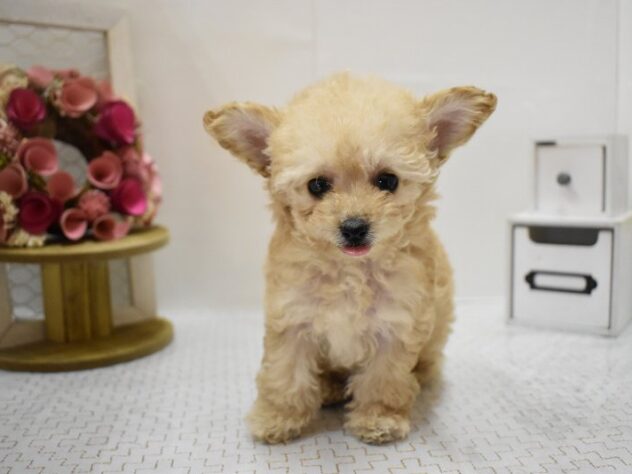 大阪府のトイプードル(トイ) (ペット・プラザ アミーゴ豊中服部店/2025年9月15日生まれ/女の子/ペールフォーン)の子犬の1枚目の画像