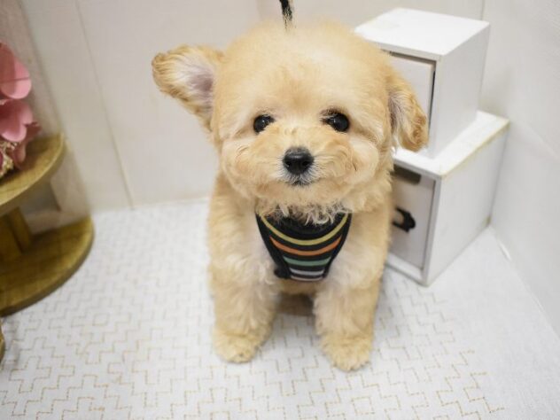 兵庫県のトイプードル(トイ) (ペット・プラザ アミーゴ神戸灘店/2025年9月15日生まれ/女の子/ペールフォーン)の子犬の2枚目の画像