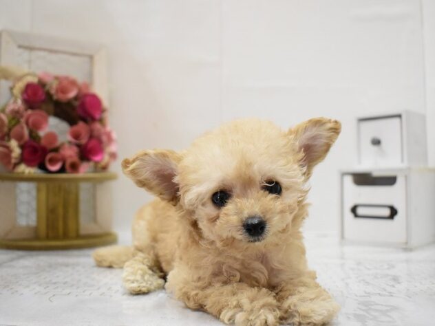 大阪府のトイプードル(トイ) (ペット・プラザ アミーゴ豊中服部店/2025年9月15日生まれ/女の子/ペールフォーン)の子犬の2枚目の画像