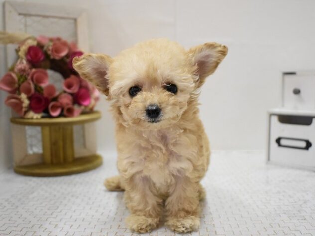 兵庫県のトイプードル(トイ) (ペット・プラザ アミーゴ神戸灘店/2025年9月15日生まれ/女の子/ペールフォーン)の子犬の3枚目の画像