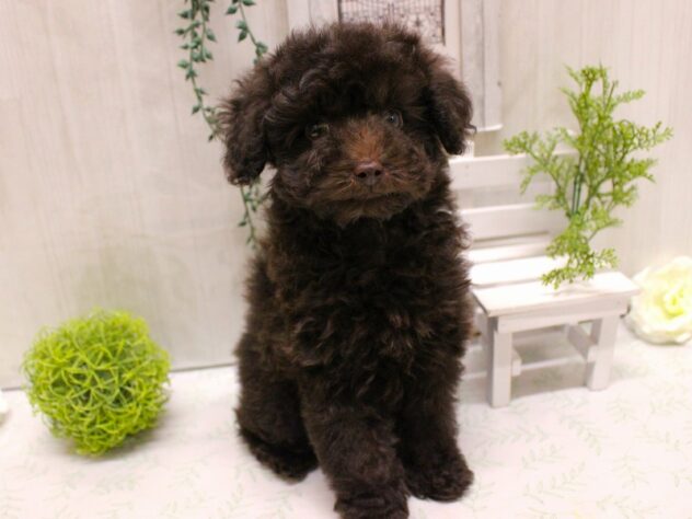 兵庫県のトイプードル(トイ) (ペット・プラザ アミーゴ神戸灘店/2025年9月13日生まれ/男の子/ブラウン)の子犬の1枚目の画像