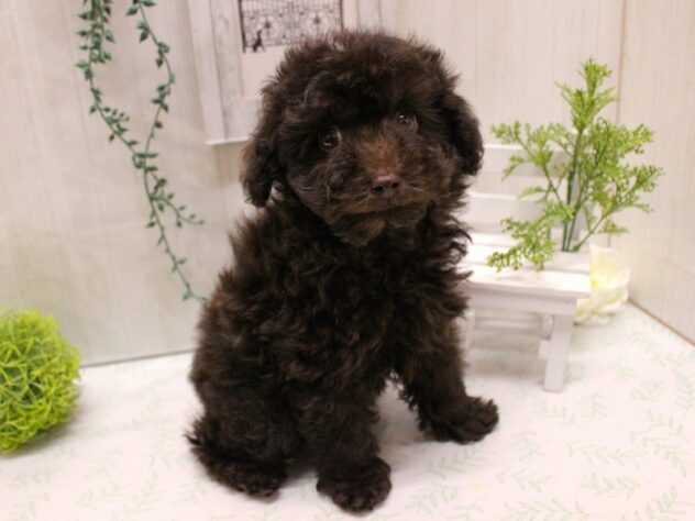 兵庫県のトイプードル(トイ) (ペット・プラザ アミーゴ神戸灘店/2025年9月13日生まれ/男の子/ブラウン)の子犬の3枚目の画像