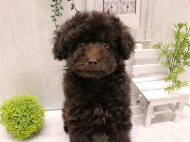 兵庫県のトイプードル(トイ) (ペット・プラザ アミーゴ加古川店/2025年9月13日生まれ/男の子/ブラウン)の子犬の2枚目の画像